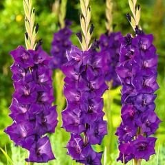 Purple Flora Gladiolus - Glayöl Soğanı - Mor