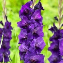 Purple Flora Gladiolus - Glayöl Soğanı - Mor