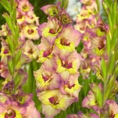 Sapporo Gladiolus - Glayöl Soğanı - Pembe Sarı Ebruli