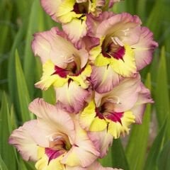 Sapporo Gladiolus - Glayöl Soğanı - Pembe Sarı Ebruli