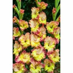 Sapporo Gladiolus - Glayöl Soğanı - Pembe Sarı Ebruli
