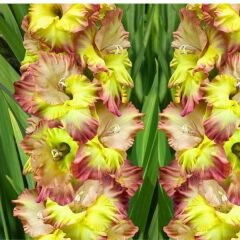 Sapporo Gladiolus - Glayöl Soğanı - Pembe Sarı Ebruli