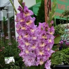 Sunbelt Gladiolus - Glayöl Soğanı - Pembe Sarı Ebruli