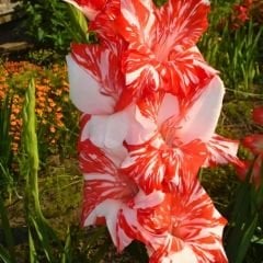 Zizanie  Gladiolus - Glayöl Soğanı - Kırmızı Beyaz