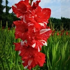 Zizanie  Gladiolus - Glayöl Soğanı - Kırmızı Beyaz