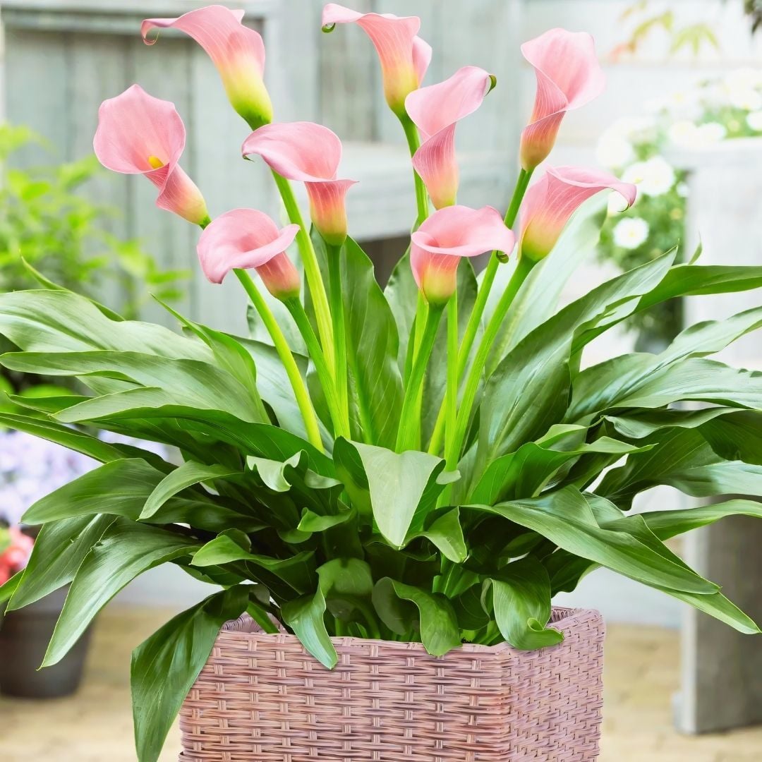 Crystal Blush Calla Lilly - Gala Çiçeği Yumrusu - Soft Pembe