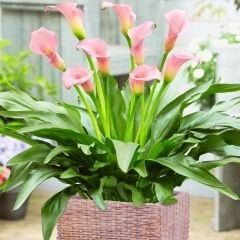 Crystal Blush Calla Lilly - Gala Çiçeği Yumrusu - Soft Pembe