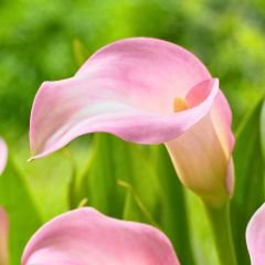 Crystal Blush Calla Lilly - Gala Çiçeği Yumrusu - Soft Pembe