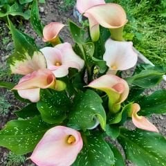 Crystal Blush Calla Lilly - Gala Çiçeği Yumrusu - Soft Pembe