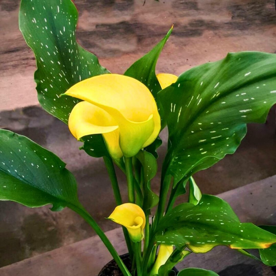 Corazon Calla Lilly - Gala Çiçeği Yumrusu - Sarı