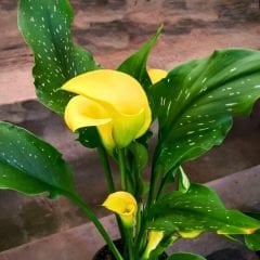 Corazon Calla Lilly - Gala Çiçeği Yumrusu - Sarı