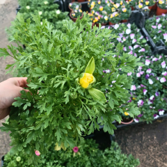 Düğün Çiçeği (Ranunculus) – 12 cm Saksı