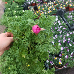 Düğün Çiçeği (Ranunculus) – 12 cm Saksı