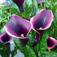 Dubai Nights Calla Lilly - Gala Çiçeği Yumrusu - Mor Ebruli