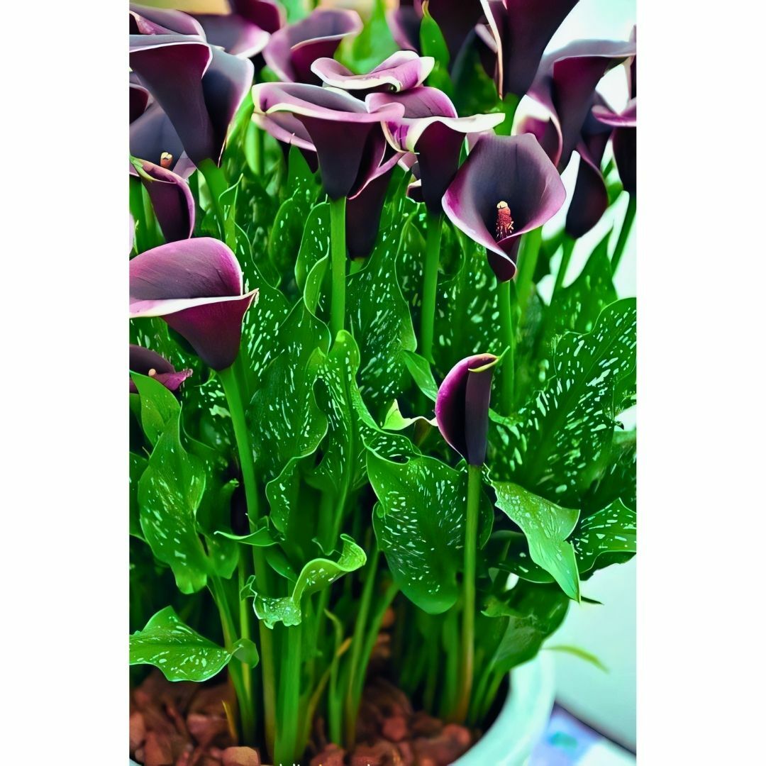 Dubai Nights Calla Lilly - Gala Çiçeği Yumrusu - Mor Ebruli