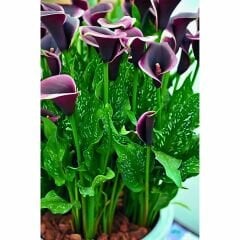 Dubai Nights Calla Lilly - Gala Çiçeği Yumrusu - Mor Ebruli