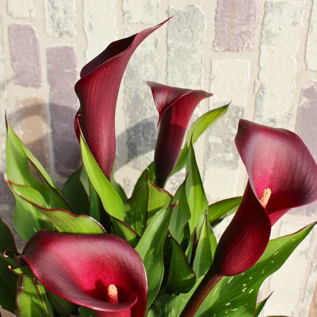 Macau Calla Lilly - Gala Çiçeği Yumrusu - Bordo