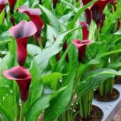 Macau Calla Lilly - Gala Çiçeği Yumrusu - Bordo