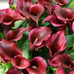Macau Calla Lilly - Gala Çiçeği Yumrusu - Bordo