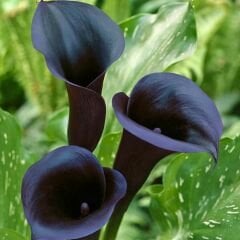 Odessa Calla Lilly - Gala Çiçeği Yumrusu - Siyah