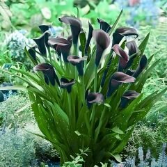 Odessa Calla Lilly - Gala Çiçeği Yumrusu - Siyah