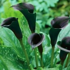Odessa Calla Lilly - Gala Çiçeği Yumrusu - Siyah