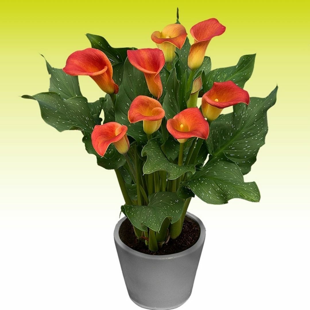 Morning Sun Calla Lilly - Gala Çiçeği Yumrusu - Turuncu Ebruli