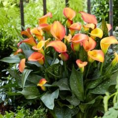Morning Sun Calla Lilly - Gala Çiçeği Yumrusu - Turuncu Ebruli