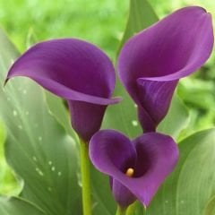 Capitola Calla Lilly - Gala Çiçeği Yumrusu - Mor