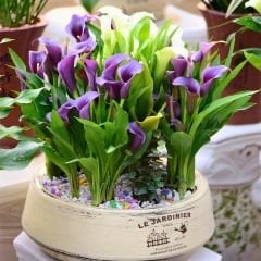 Capitola Calla Lilly - Gala Çiçeği Yumrusu - Mor