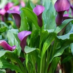 Capitola Calla Lilly - Gala Çiçeği Yumrusu - Mor