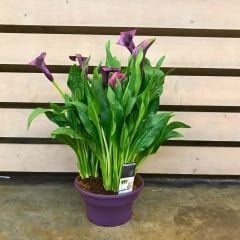 Capitola Calla Lilly - Gala Çiçeği Yumrusu - Mor