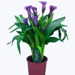 Rio Calla Lilly - Gala Çiçeği Yumrusu - Mor