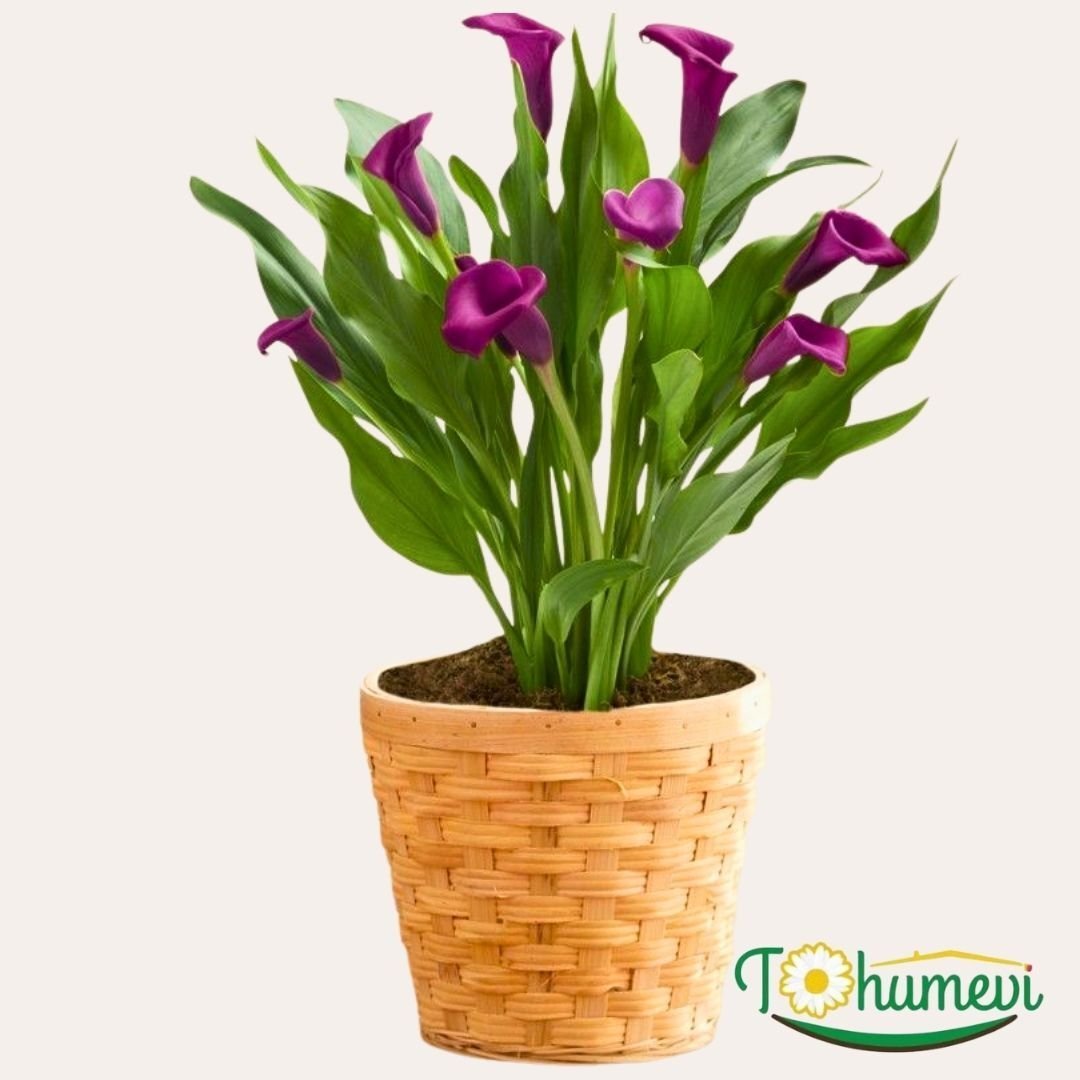 Capitola Calla Lilly - Gala Çiçeği Yumrusu - Mor