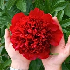 Paeonıa Adolphe Rousseau - Duble Katlı Ağaç Şakayık İthal - Kırmızı (Gönderilecek ürün 11 lik pottat dikilmiş ve filizlenmiş)