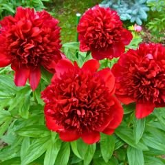 Paeonıa Adolphe Rousseau - Duble Katlı Ağaç Şakayık İthal - Kırmızı (Gönderilecek ürün 11 lik pottat dikilmiş ve filizlenmiş)