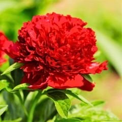 Paeonıa Adolphe Rousseau - Duble Katlı Ağaç Şakayık İthal - Kırmızı (Gönderilecek ürün 11 lik pottat dikilmiş ve filizlenmiş)