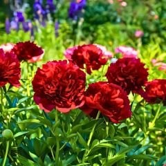 Paeonıa Adolphe Rousseau - Duble Katlı Ağaç Şakayık İthal - Kırmızı (Gönderilecek ürün 11 lik pottat dikilmiş ve filizlenmiş)