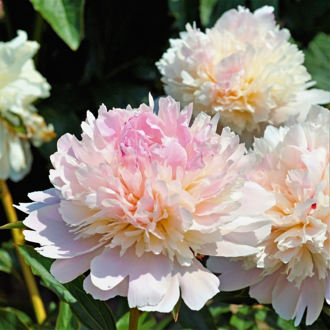 Paeonia - Sorbet - Duble Katlı Ağaç Şakayık İthal - Toz Pembe (Gönderilecek ürün 11 lik pottat dikilmiş ve filizlenmiş)