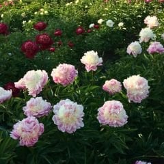 Paeonia - Sorbet - Duble Katlı Ağaç Şakayık İthal - Toz Pembe (Gönderilecek ürün 11 lik pottat dikilmiş ve filizlenmiş)