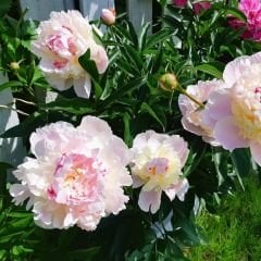 Paeonia - Sorbet - Duble Katlı Ağaç Şakayık İthal - Toz Pembe (Gönderilecek ürün 11 lik pottat dikilmiş ve filizlenmiş)