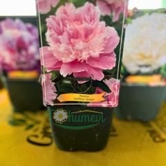 Paeonia - Sorbet - Duble Katlı Ağaç Şakayık İthal - Toz Pembe (Gönderilecek ürün 11 lik pottat dikilmiş ve filizlenmiş)