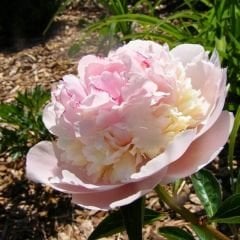 Paeonia - Sorbet - Duble Katlı Ağaç Şakayık İthal - Toz Pembe (Gönderilecek ürün 11 lik pottat dikilmiş ve filizlenmiş)