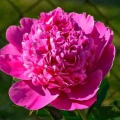 Paeonia Fiona - Duble Katlı Ağaç Şakayık İthal - Fuşya (Gönderilecek ürün 15 lik pottat dikilmiş ve filizlenmiş)