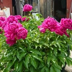 Paeonia Fiona - Duble Katlı Ağaç Şakayık İthal - Fuşya (Gönderilecek ürün 11 lik pottat dikilmiş ve filizlenmiş)