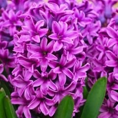 Miss Saigon Sümbül Soğanı - Lila - Hyacinthus