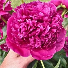 Paeonia Fiona - Duble Katlı Ağaç Şakayık İthal - Fuşya (Gönderilecek ürün 15 lik pottat dikilmiş ve filizlenmiş)