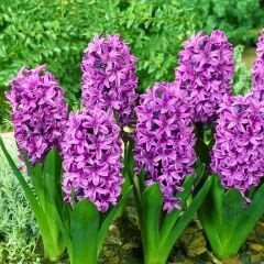 Miss Saigon Sümbül Soğanı - Lila - Hyacinthus