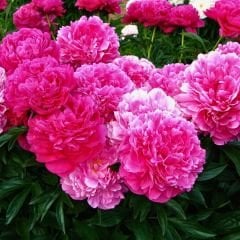 Paeonia Fiona - Duble Katlı Ağaç Şakayık İthal - Fuşya (Gönderilecek ürün 11 lik pottat dikilmiş ve filizlenmiş)