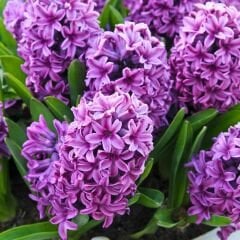 Miss Saigon Sümbül Soğanı - Lila - Hyacinthus